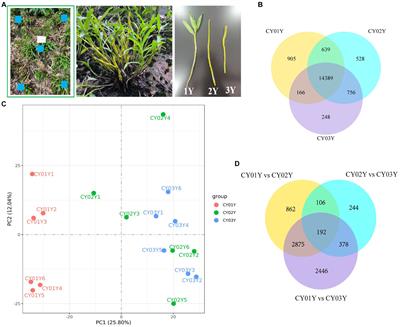 Age-dependent dendrobine biosynthesis in Dendrobium nobile: insights into endophytic fungal interactions